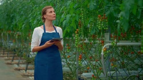 Woman Inspecting Tomato Plants in Greenhouse with Tablet