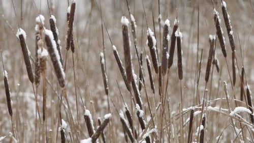 Cattails Covered in Snow on a Winter Day