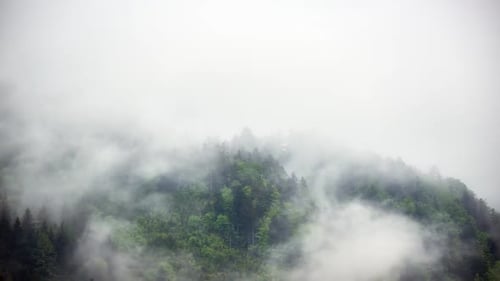 Dicker Nebel nach dem Sturm im Frühlingswald