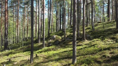 Sommerlicher Wald