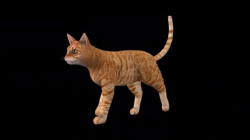Gelbe Katze, Fast Walk, Blick von der Vorderseite