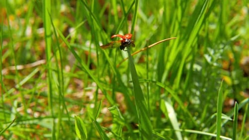 Marienkäfer hebt sich vom Gras ab