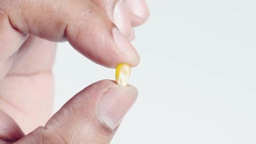 Corn Seed Held Between Finger and Thumb