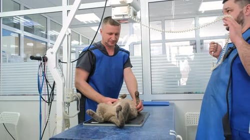 Vet Doctor Examining Cat in Xray Room at Clinic