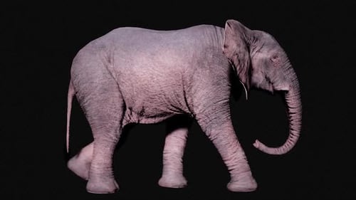 Large African Elephant Walking