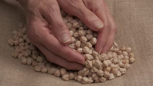 Dry Chickpeas Legumes Organic Agriculture
