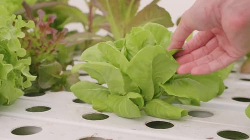 Fresh Lettuce Grown in Modern Hydroponic System
