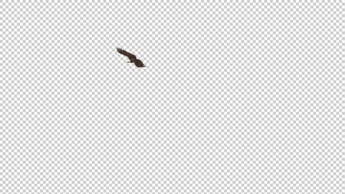 Bald Eagle - Flying Loop - Gliding Around