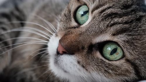 Beautiful Tabby Cat Lying Down And Playing