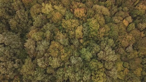 Autumn Forest Aerial View