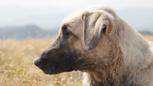 Smart look of Canis lupus familiaris animal 4K 2160p 30fps UltraHD footage - Close-up portrait of d