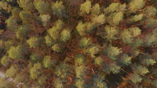 Trees in amazing forest