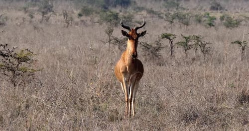 Hartebeest, alcelaphus buselaphus, Adult standing in Savanna, Masai Mara Park, Kenya, Real Time 4K