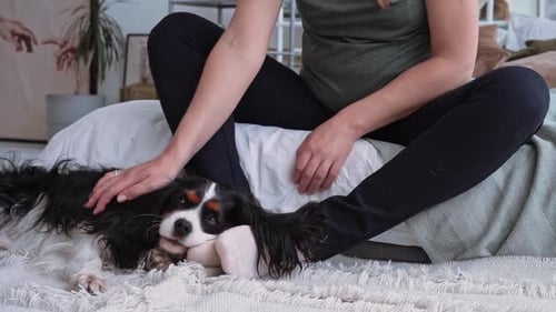 Woman Pets Her Cavalier King Charles Spaniel Dog