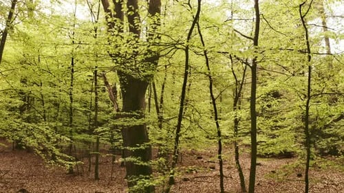 Forest with Tree Trunks, Trees and Branches