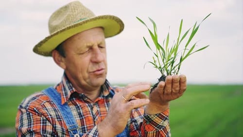 Worried Farmer Inspects Plant in Green Field