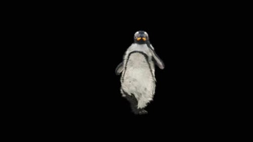 Pinguin tanzend HD