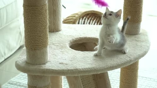Cute Persian Cat Playing Toy On Cat Tower Slow Motion