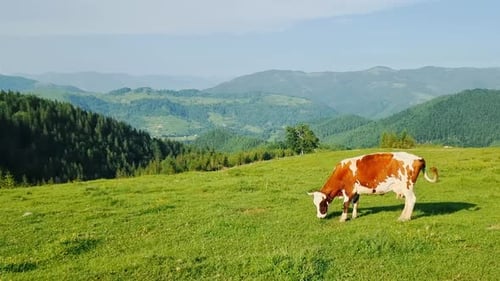 Cow Alone Eating Green Grass on a Meadow on a Sunny Day in the Mountains