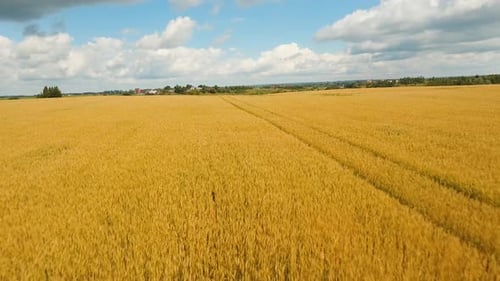 Aerial View of Golden Wheat field. Aerial Video
