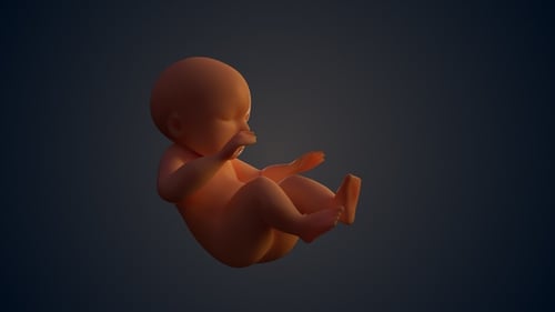3D Human Fetus Rotating Medical Anatomy Animation