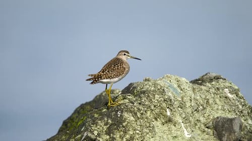 Waldstrandläufer