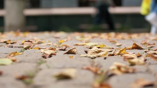 Fallen Autumn Leaves on Urban Walkway