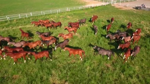 Horse Farm