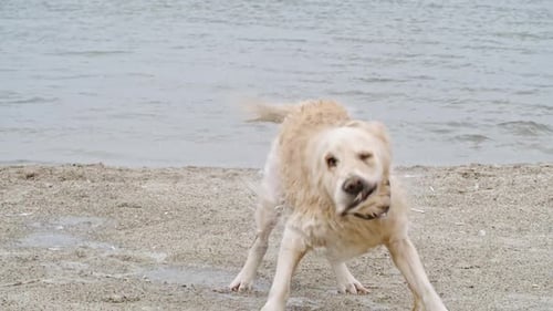 Golden Retriever Shakes Off Water on Beach