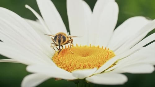 a Bee Collects Nectar on a Camomile
