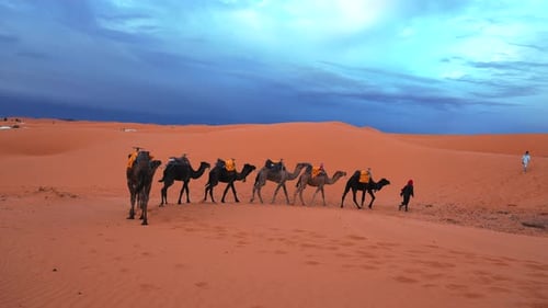 Bedouins in Traditional Dress Leading Camels Through the Sand in Desert