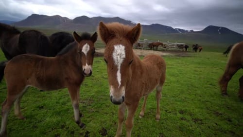 Icelandic Horse in Scenic Nature of Iceland
