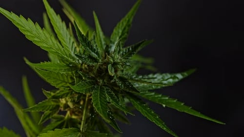 Cannabis Ruderalis Plant Close-up Rotating on Smoke Steam Background. Rasterized Herbal Cannabis