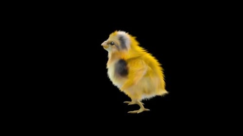 Animated Cute Yellow Chick on Alpha Channel