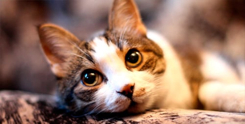 Cat's Eyes 2 In 1