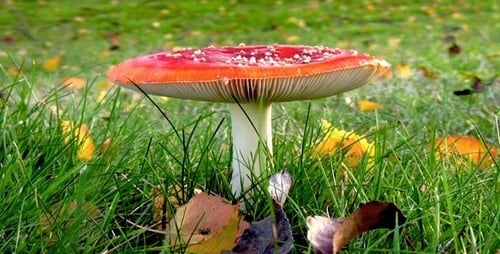 Agaric anti-mouches d'automne - HD Loop