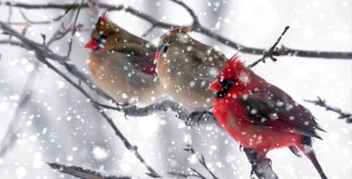 Loop pesado de queda de neve