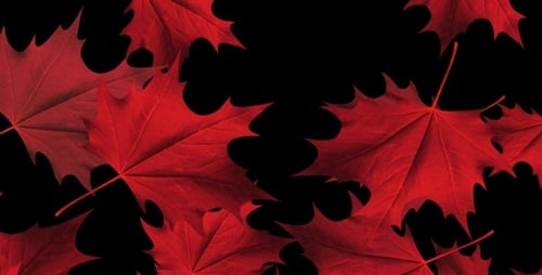 Red Maple Leaves Loop - Full HD