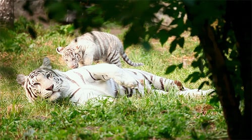 White Tiger and Cub Play on Grass