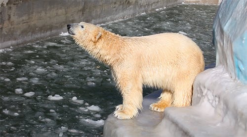 Polar Bear
