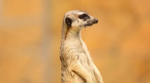 Erdmännchen