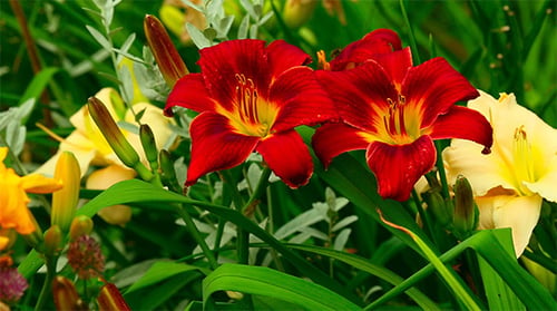 Red Lilies