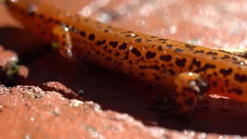 Orange Spotted Salamander Walking on Brick
