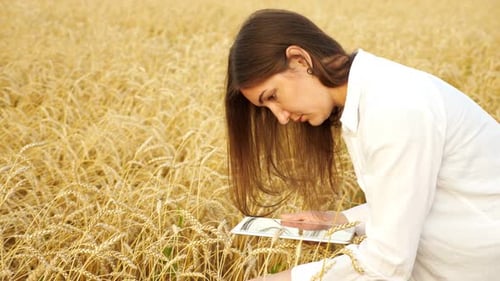 Woman Agronomist with Tablet Analyzes Ears of Wheat in the Field