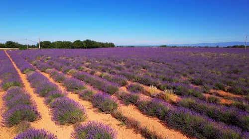 The flowering lavender fields of the Valensole plateau