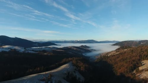 Foggy Green Pine Forest with Canopies of Spruce Trees and Sunrise Rays Shining Through Branches in
