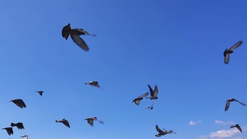 Palomas volando