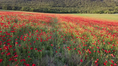 Aerial View on Large Field of Red Poppies and Green Grass at Sunset