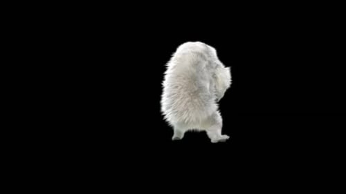 150 Oso blanco bailando HD