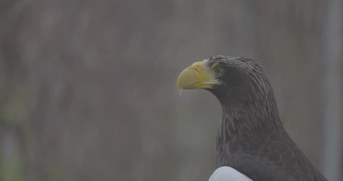 Stellers Seeadler Haliaeetus Pelagicus